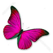 Pink Butterfly