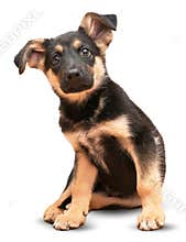 German shepherd dog