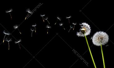 A Dandelion blowing