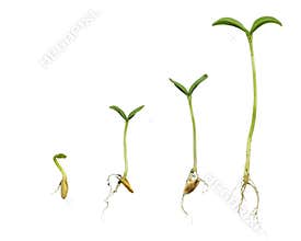 Germination Sequence Of Cantaloupe Plant