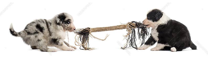 Two crossbreed puppies playing with a rope