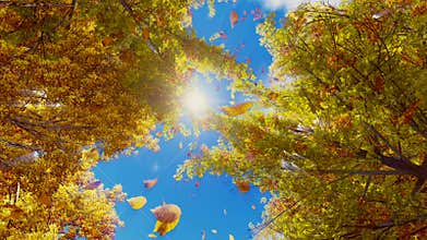 Autumn leaves falling from trees in slow motion
