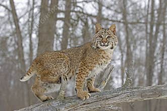 Bobcat in winter coat