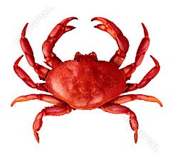 Crab Isolated