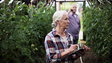 Old woman with tablet pc in greenhouse on farm