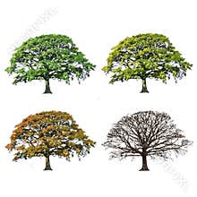 Oak Tree Abstract Four Seasons