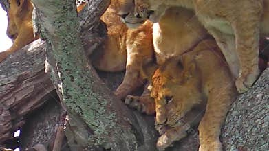 Pride of lions on tree