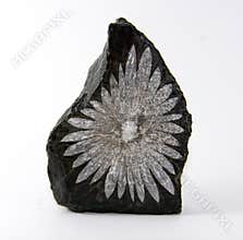 Chrysanthemum Stone