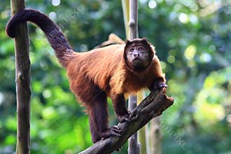 Red Howler Monkey