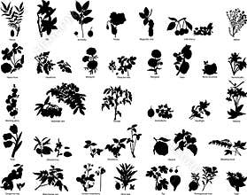 Berries and flowers silhouettes