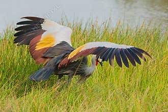 Grey Crowned Crane Intimidating
