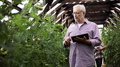 Old man with tablet pc in greenhouse on farm