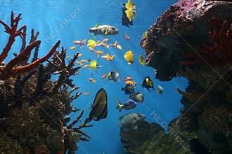 Marine Fish - Tropical Coral Reef