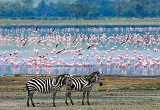 Two zebras in the background flamingo. Kenya. Tanzania. National Park. Serengeti. Maasai Mara.