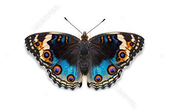 Blue pansy butterfly