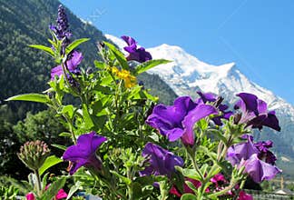Montblanc view from Chamonix valley through flowers