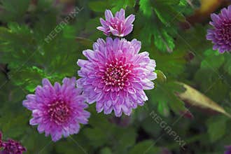 Autumn flowers