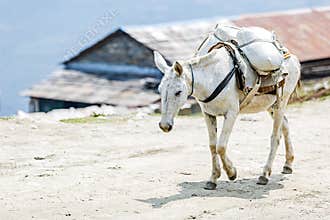 Loaded horse in the mountains