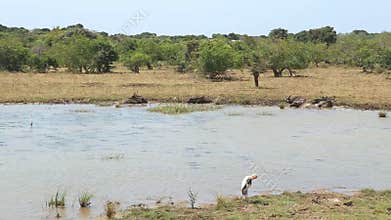 The view of flora and fauna in Yala National Park, Sri Lanka.