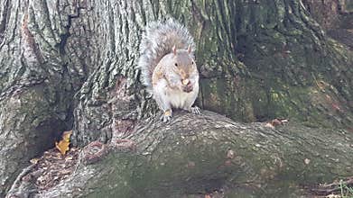 Squirrel eating almond, close portrait .