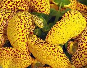 Nice flower