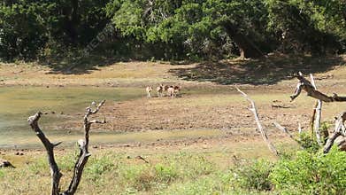 The view of flora and fauna in Yala National Park, Sri Lanka.