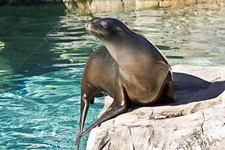 Sea Lion