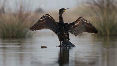 Cormorant dries its wings on the trunk