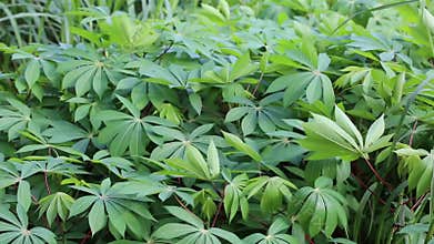 Field of Cassava (Manihot esculenta)