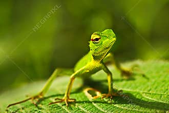 Green lizard. Beautiful animal in the nature habitat. Lizard from forest. Green Garden Lizard, Calotes calotes, detail eye