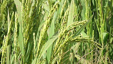 The rice flower on the field