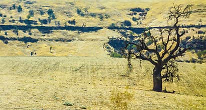 Solitary tree in parched summer landscape