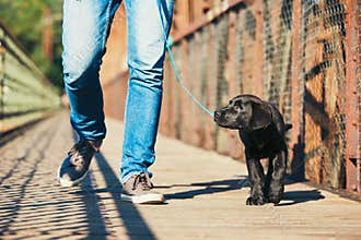 Morning walk with dog