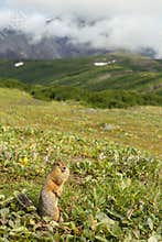 Arctic ground squirrel at foot of volcano on Kamchatka.