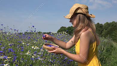 Blond girl in yellow dress gather cornflower flower herbs blooms. 4K