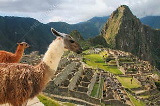 Llamas standing at Machu Picchu overlook in Peru