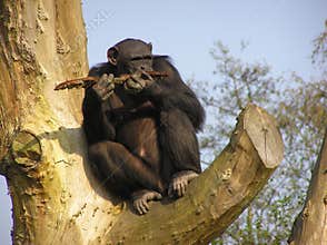 Ape