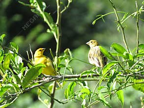 A couple Canary