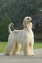 Dog pets Afghan Hound