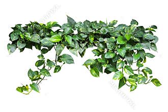 Heart shaped green yellow leaves vine, devil's ivy, golden potho