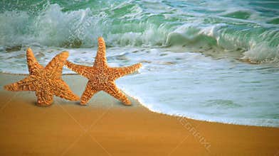 Adorable Star Fish Walking Along the Beach