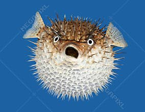 Blow fish frontal view