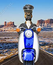 Funny Biker Dog, Motorcycle, Riding
