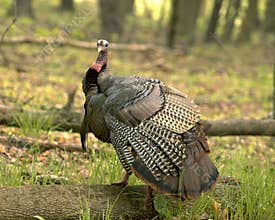 Wild Male Turkey