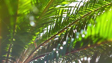 The sun's rays make their way through the branches of palm trees. Sky, clouds, b