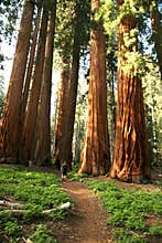 Man Hiking on Trail Next to Redwood Grove
