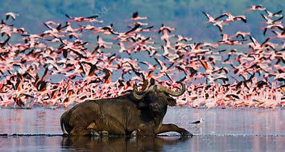 Buffalo lying in the water on the background of big flocks of flamingos. Kenya. Africa. Nakuru National Park. Lake Bogoria