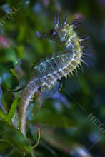 Long-snouted seahorse (Hippocampus guttulatus).