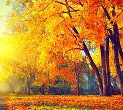 Autumn. Fall nature scene. Autumnal park