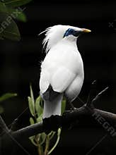Bali starling bird